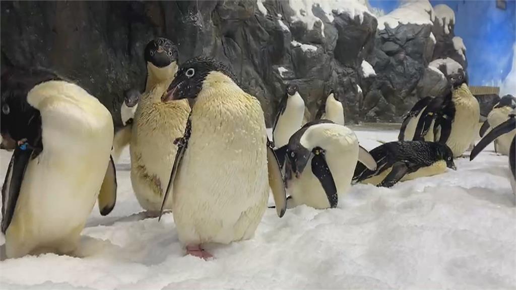 屏東海生館推企鵝餵食體驗　如踏上南極！逾2千人搶報名