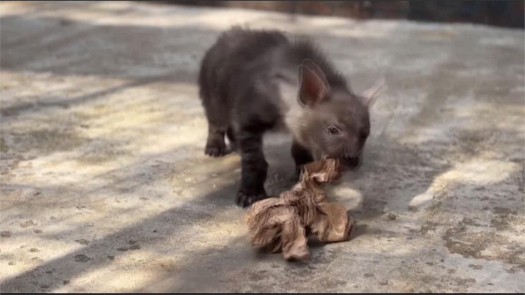 莫斯科動物園160年來首見！　棕鬣狗寶寶誕生萌樣曝光