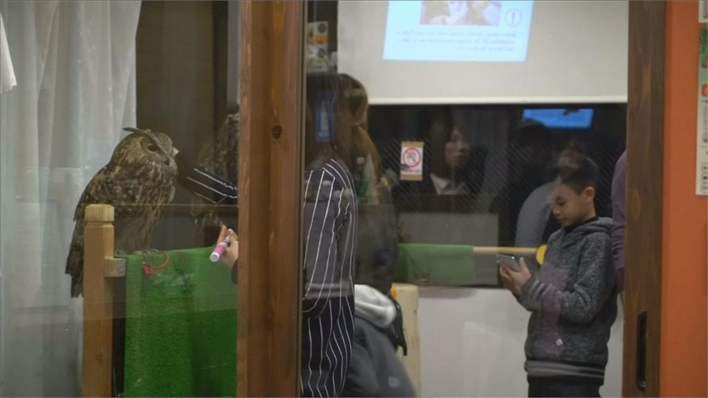 日本寵物咖啡廳超夯！　具衛生隱患　恐沾上傳染病