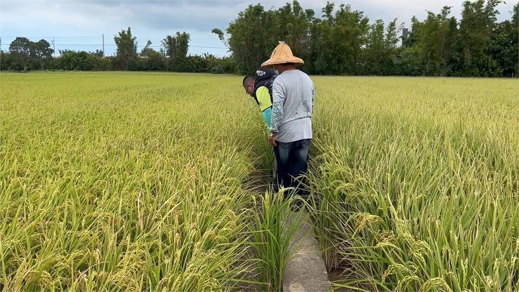 公所委外廠商除草釀禍! 污染約20公頃稻田