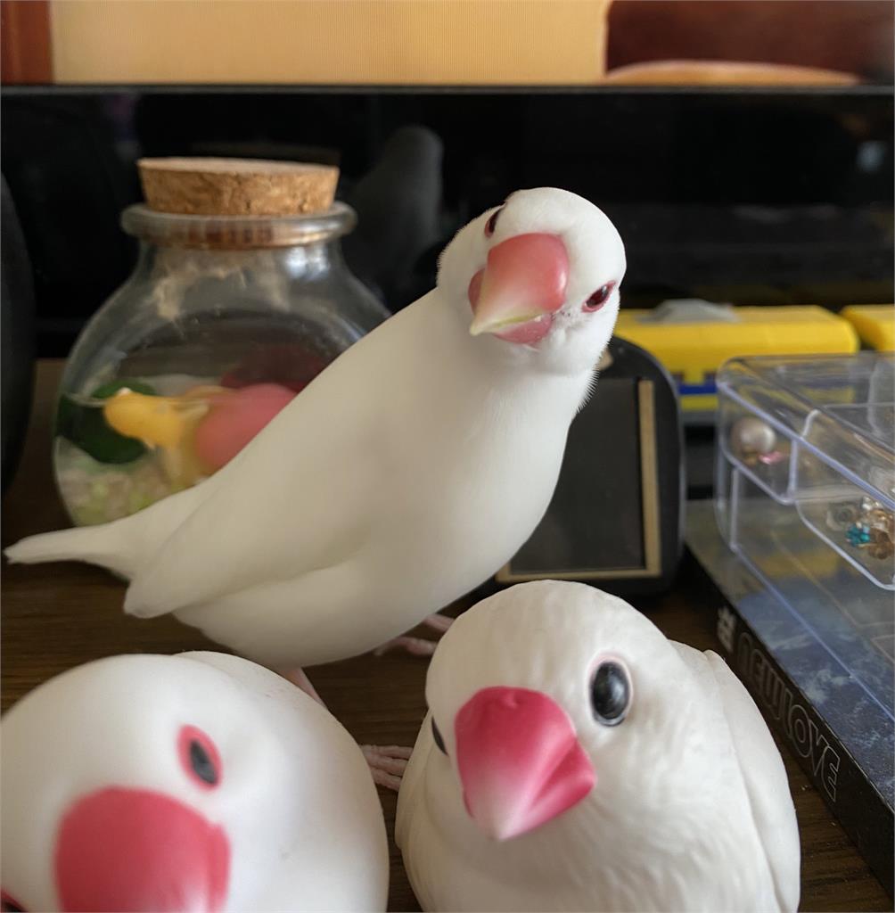 白色文鳥「丟入沸水」拍翅掙扎?飼主PO影片證明爆笑真相:自願入鍋