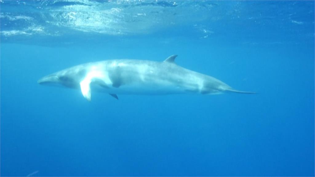 日本鯨魚肉需求減　冰島宣布2024年全面停止捕鯨