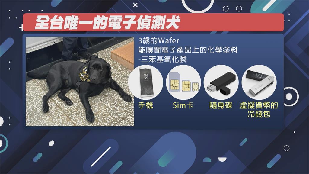 全台唯一電子偵測犬 "Wafer"助警破洗錢機房 查扣51億金流 逮12嫌