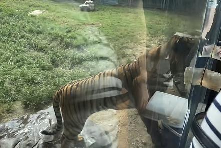 中國動物園老虎「一掌擊碎」玻璃！遊客曝「僅距離5公分」嚇壞急逃離