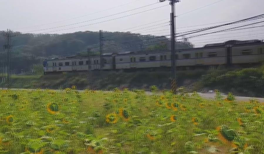 造橋向日葵花海搭配歐風小屋！　與火車共演最浪漫畫面