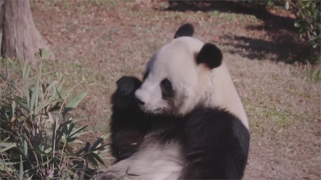 日本首度「貓熊歸零」 曉曉、蕾蕾啟程返中國粉絲落淚