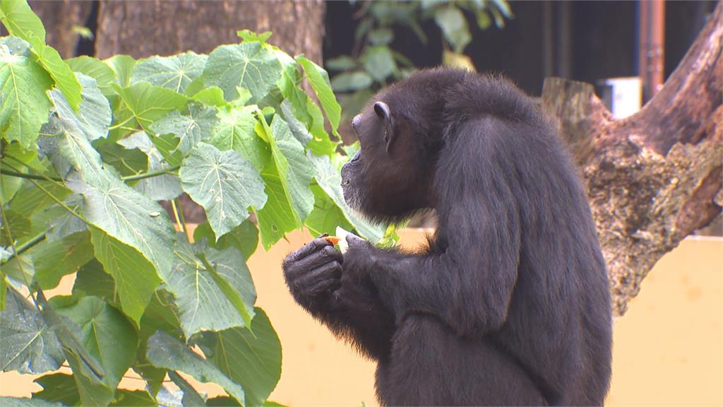 驚悚畫面曝！小獼猴誤闖展區　遭黑猩猩「群起圍毆」傷重死亡