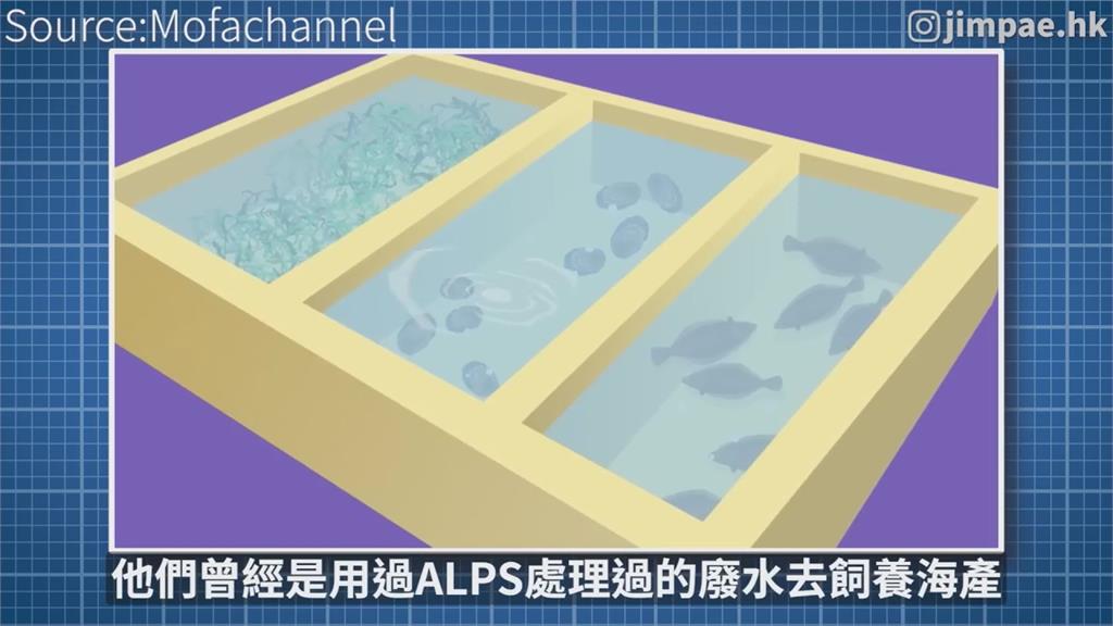 日排核廢水有害？IAEA證「氚遠低於標準」　他諷雙標粉紅：你怕什麼