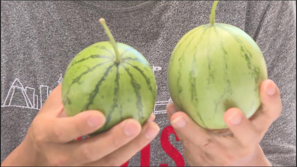 一顆西瓜巴掌大! 桃園工程師培育「迷你西瓜」