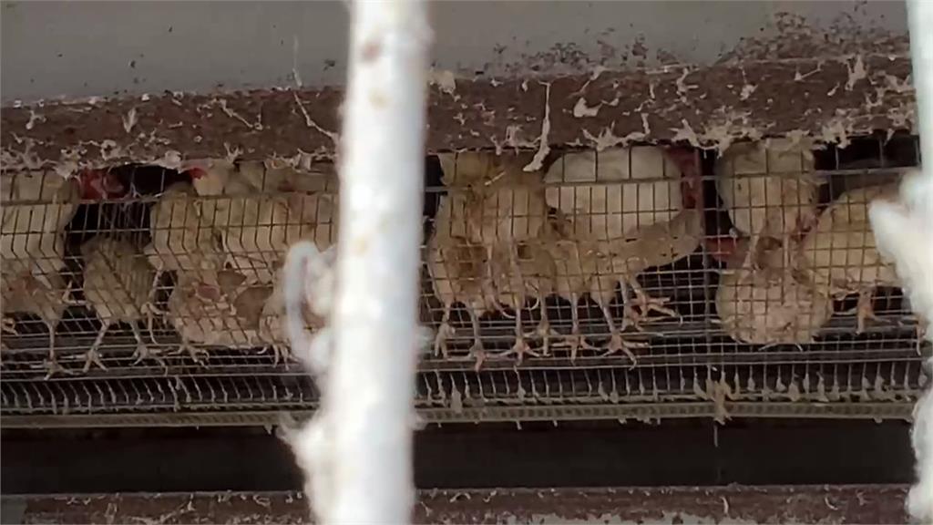 彰化養雞場雞蛋驗出「芬普尼」超標3倍　初步排除場內污染並解除移動管制