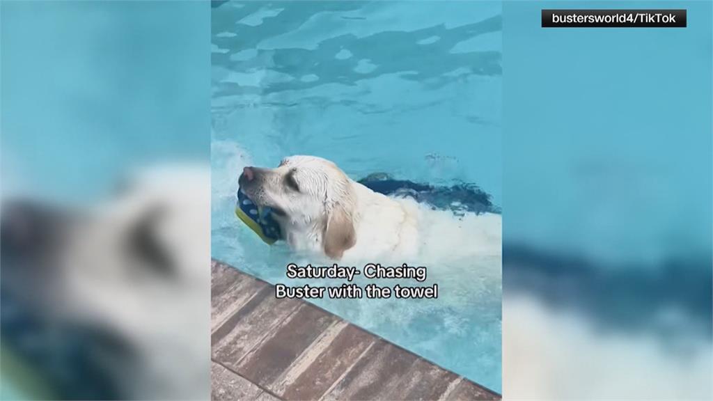 遇水就「狗來瘋」？　美國拉布拉多來回跳水10次影片網路瘋傳