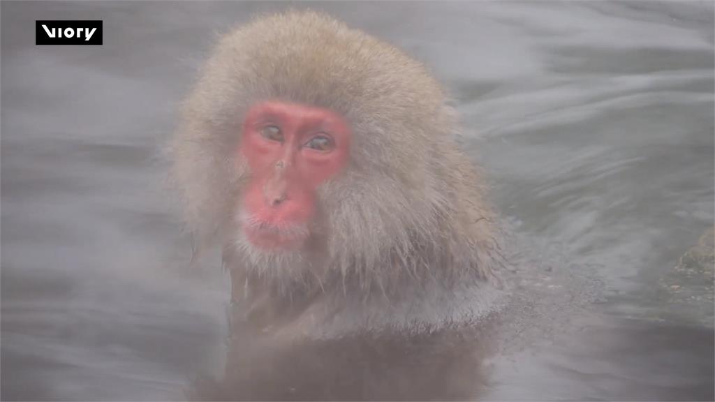 天冷就是要泡湯! 日本長野彌猴雪景中享受溫泉