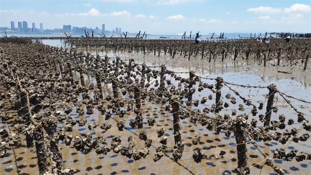 防中國蚵透過越南洗產地再輸入台灣 農業部將離島鮮蚵納管