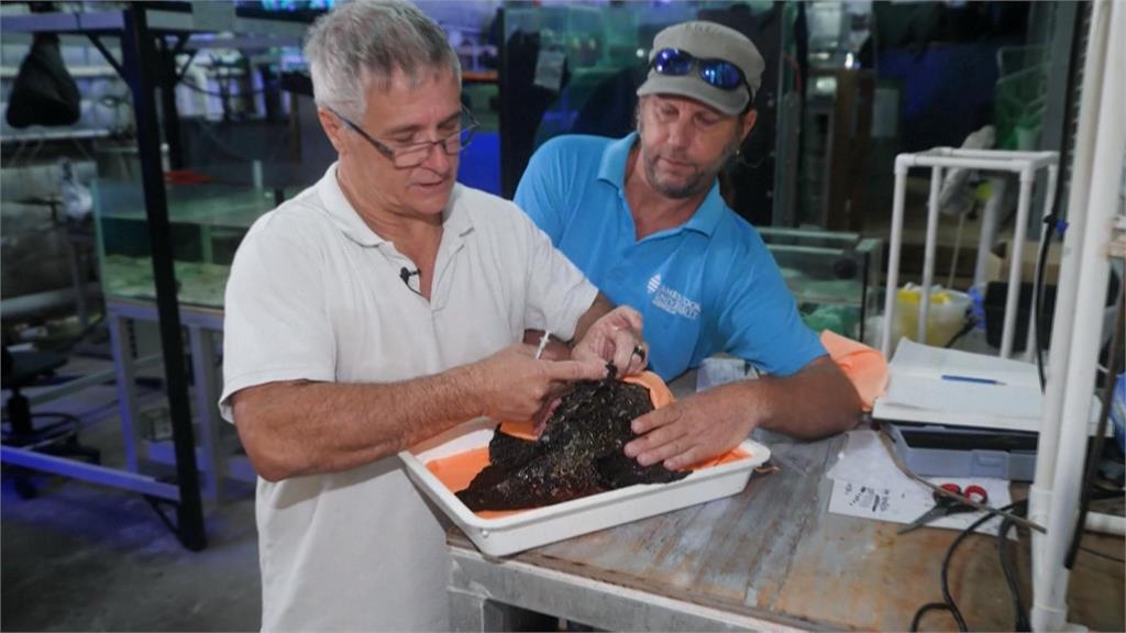 劇毒海洋生物毒液可製血清! 澳專家研究「世界最毒魚類」