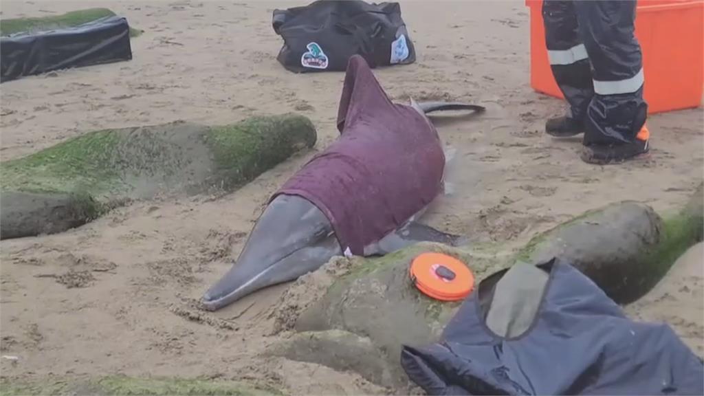 「四隻海豚」擱淺老梅綠石槽沙灘　相關單位成功救援、野放石門海域