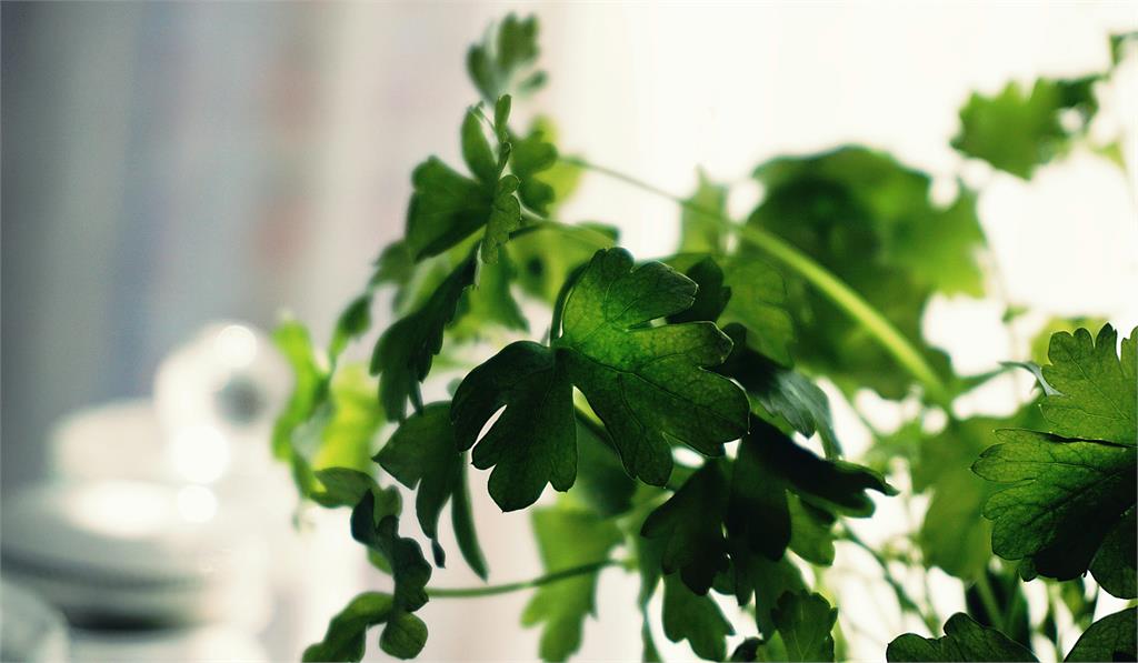 時令青菜變「香菜大餐」!他花50元買到崩潰「一碗綠」網笑翻:好歹加上醬油