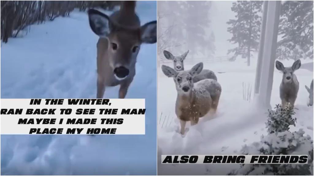  暖男救下一頭被箭射中的小鹿　野放後牠竟在冬天「帶全家來報恩」