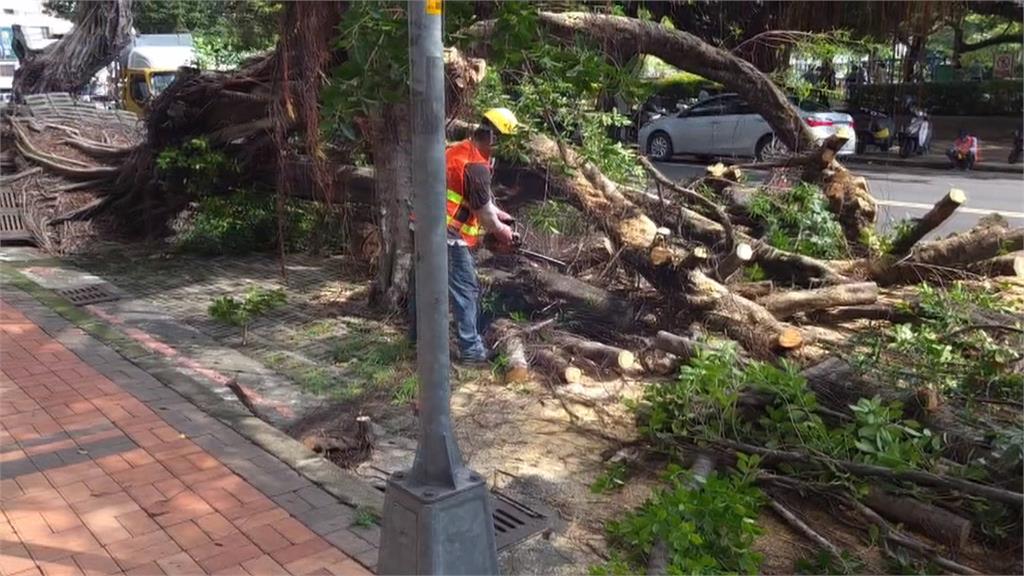 連日大雨！　台中20公尺大樹倒塌　2名巡邏警「樹下清樹枝」遭壓傷
