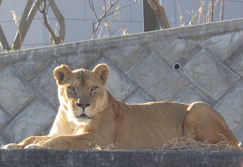 熱浪襲日奪命! 東京動物園3頭母獅疑中暑死亡