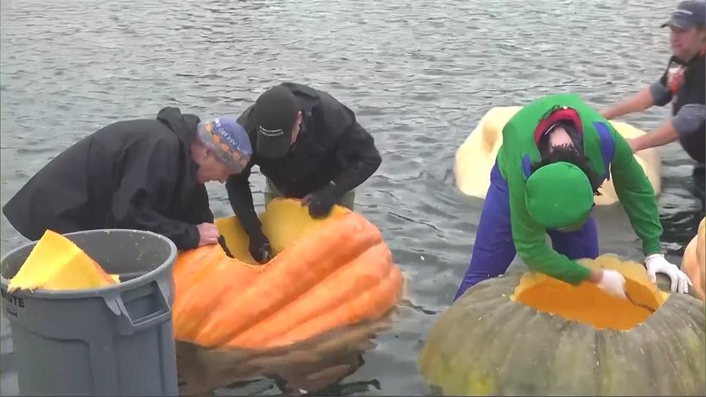 美國奧勒岡南瓜船比賽 參賽者划巨型南瓜拚速度