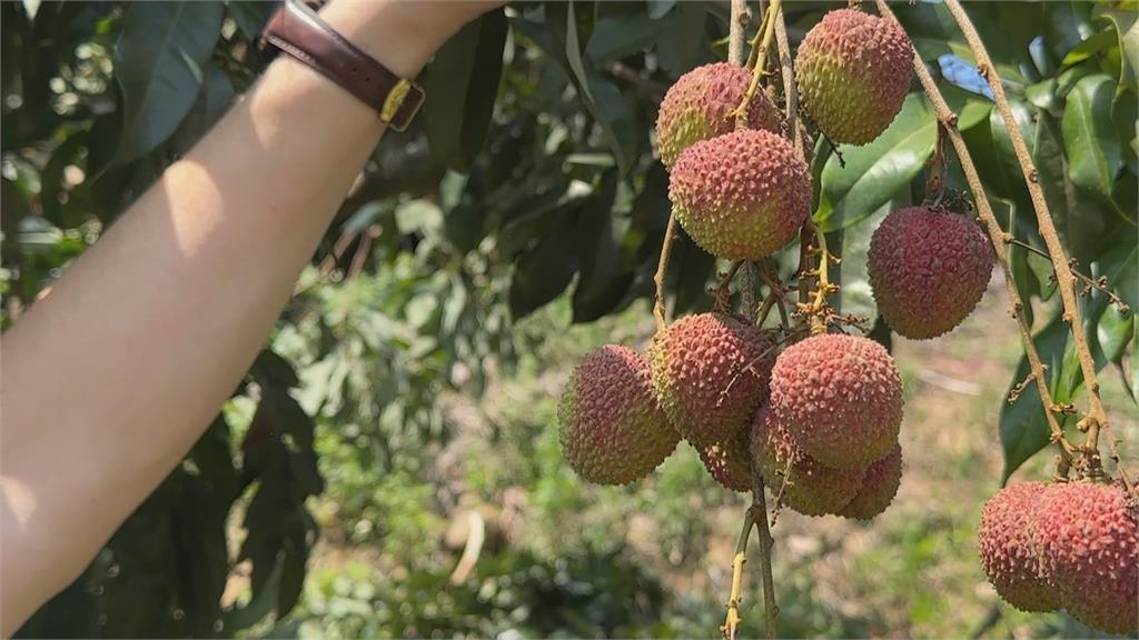 高雄玉荷包產量剩往年三成! 產地價飆破190元 農民憂節後價崩