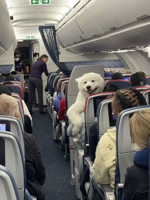 飛機上驚見北極熊出沒？整隻「趴乘客身上」一臉超驕傲：我有人抱抱喔