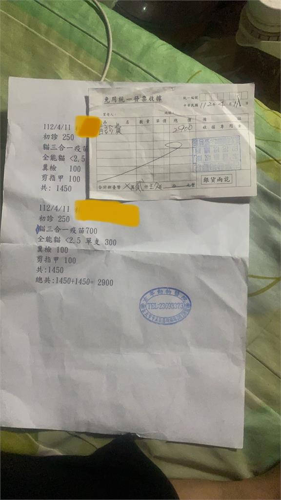 誇張！台北驚傳「當街搶貓」事件　小孩看喜歡想養一家人聯手硬搶
