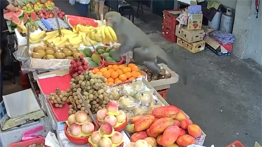 不速之客！水果攤遭猴子上門搶蕉　動保處設誘捕籠