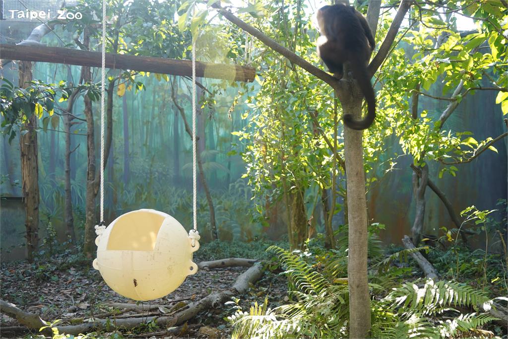快新聞/大貓熊也過元宵節? 北市動物園備「塑膠湯圓」海廢浮球變玩具