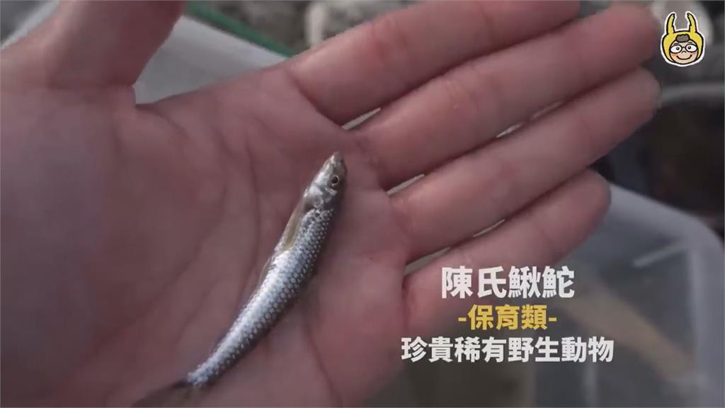 生態悲歌！抽水抓魚導「台灣原生種」缺氧擱淺　搶救過程曝網嘆：很心痛