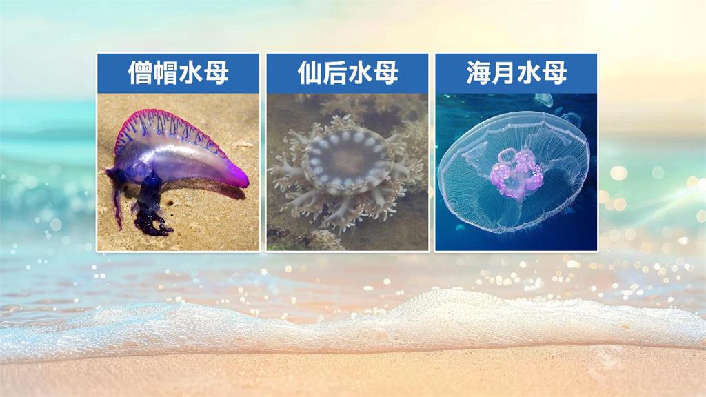旗津海邊踏浪戲水被水母螫咬 多人皮膚紅腫熱痛