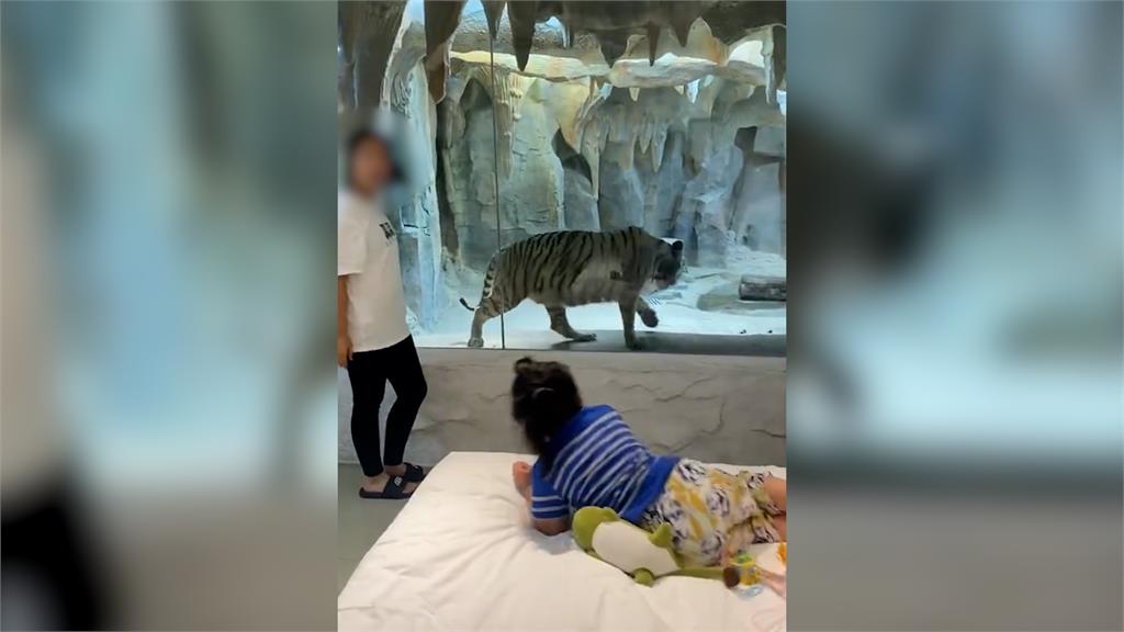 中國虎景房一晚1萬3　遊客與虎「隔玻璃同眠」網轟：虐待動物