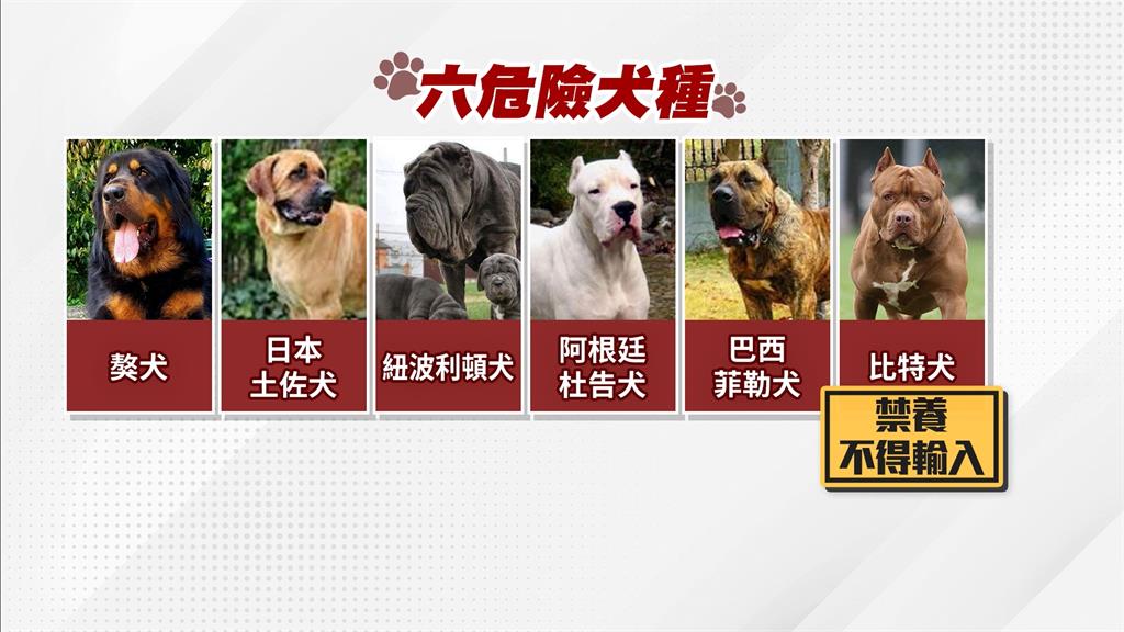 國內這六犬種被列為危險犬隻 比特犬攻擊性強是「唯一禁養」
