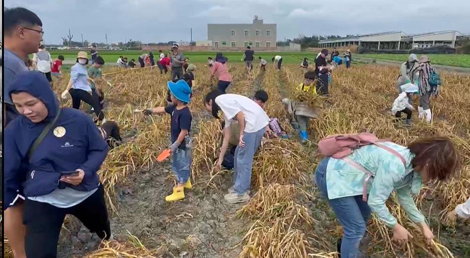 全國最大蒜頭產地在雲林 逾300人田間採蒜好樂
