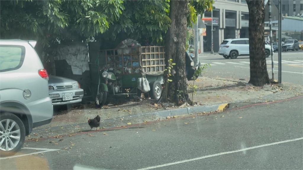 白天人行道活動晚上爬樹睡覺 高雄「都市放山雞」成地方奇景