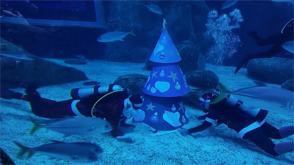 巴西水族館耶誕老人潛水秀　充滿節日氛圍兼具教義意義