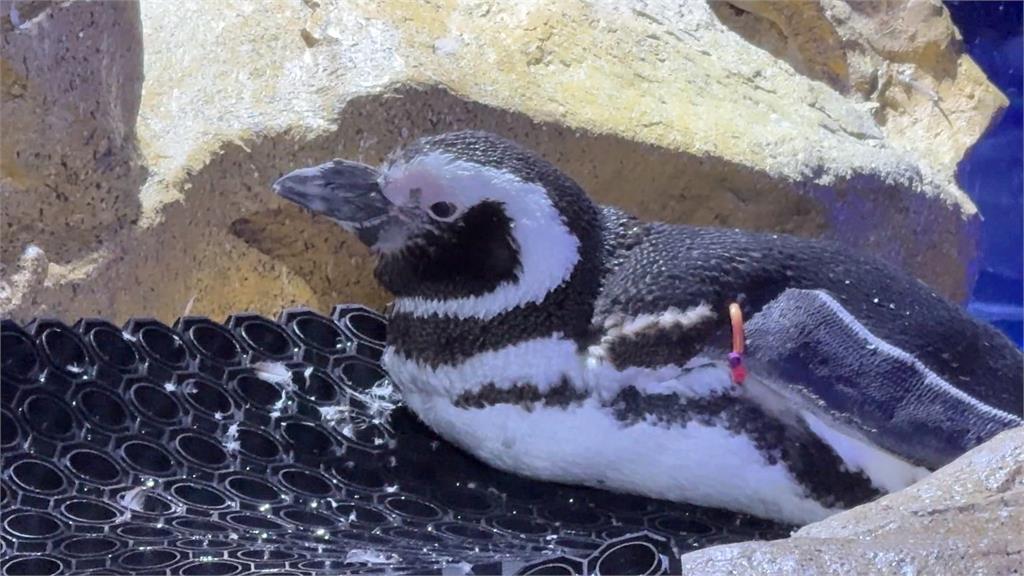 台中海洋館＂企鵝懶洋洋＂ 遊客笑:上班不認真？