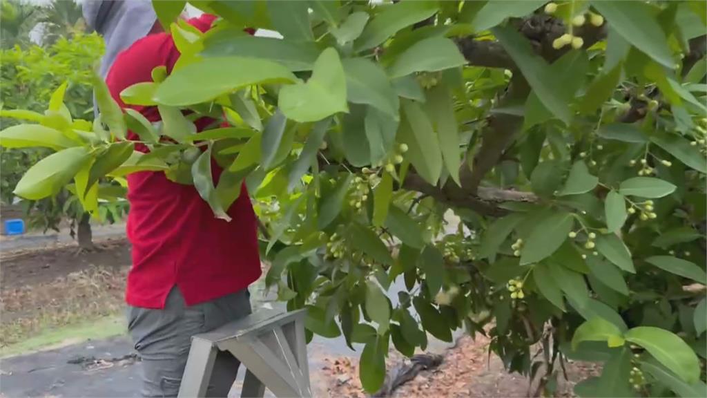 鳳凰颱風來勢洶洶! 東石蚵農「固定棚架」盼減少災損