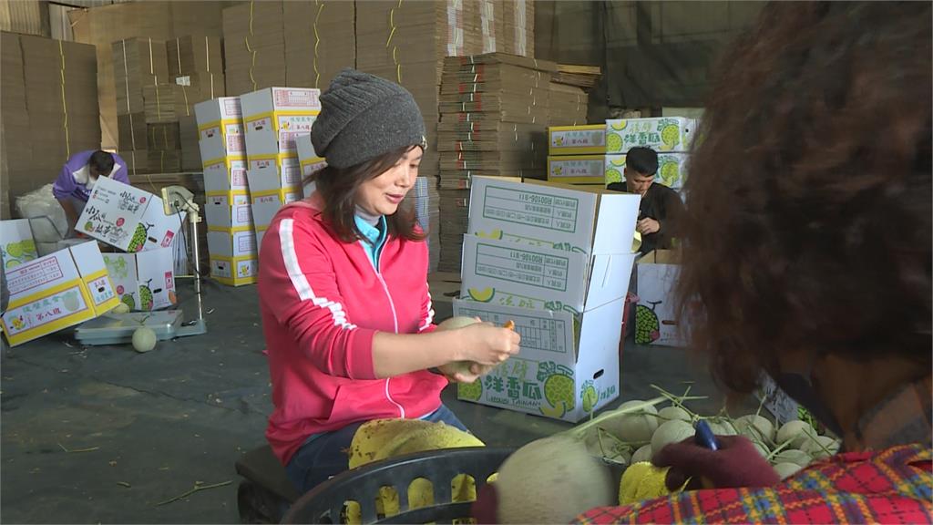 熱搜／一圓香瓜夢！　電機碩士放棄高薪返鄉種瓜