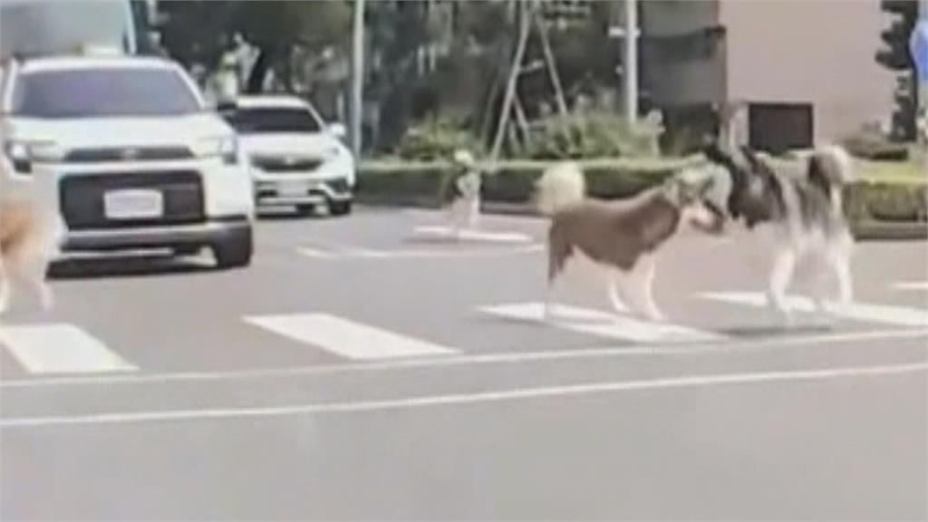 驚險！　四隻哈士奇大馬路中央狂奔　"車輛急煞"　警找飼主說明