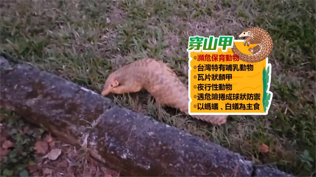 越南籍移工販售穿山甲 賺了錢竟落跑出境