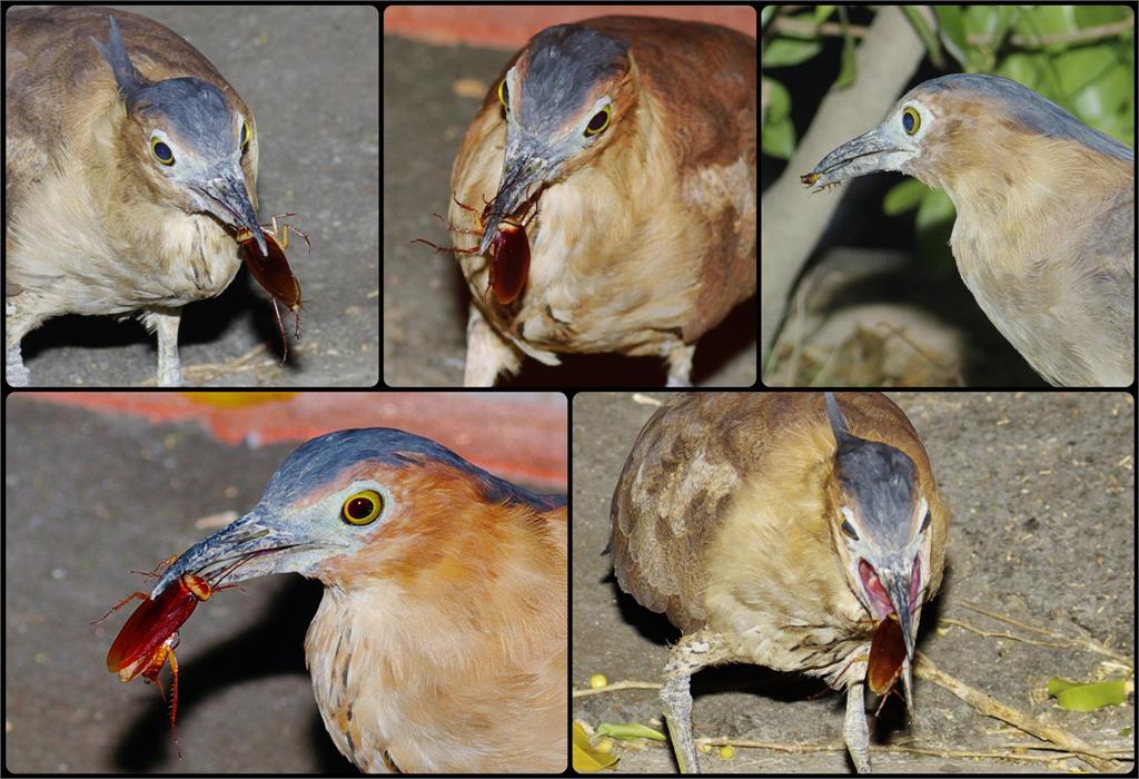 台灣常見「大笨鳥」30分鐘狂嗑7小強!網見「蟑螂剋星」狂讚:我的超人