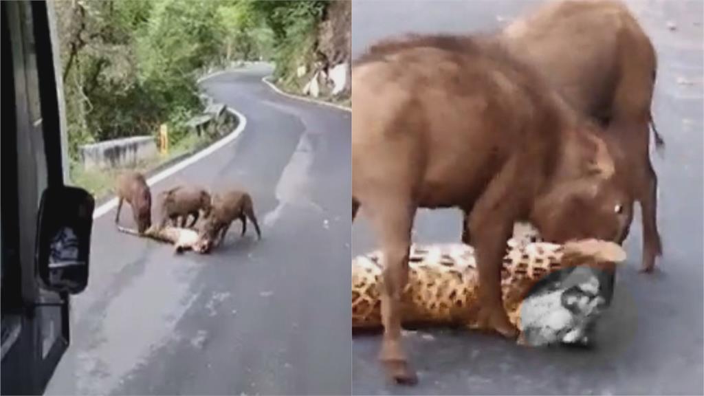 衰遭路殺又被啃食！印度3野豬路中央蹂躪花豹屍　驚悚畫面嚇壞遊客