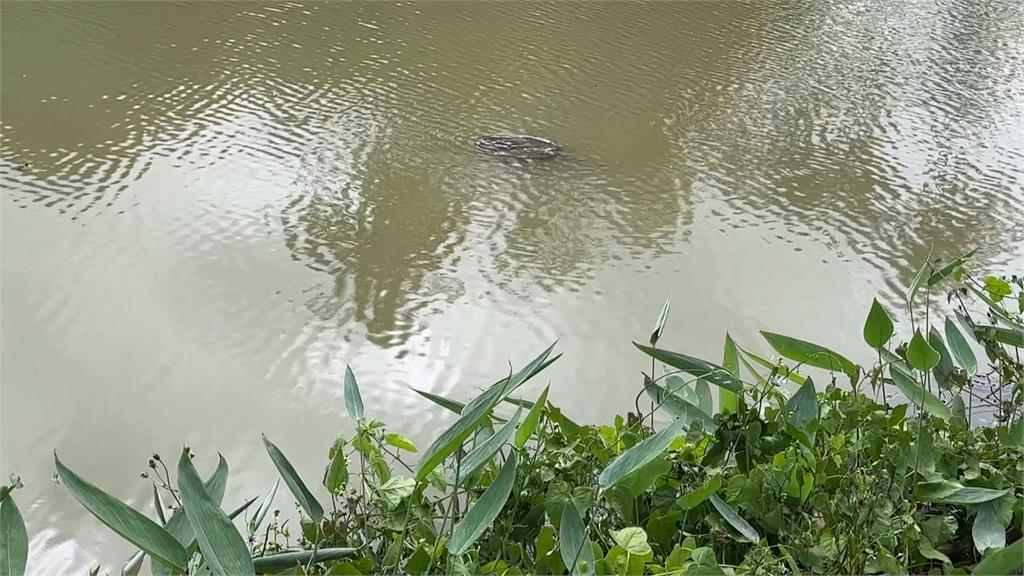 高雄澄清湖旁池塘出現大量魟魚　疑被人惡意棄養　最高可罰15萬