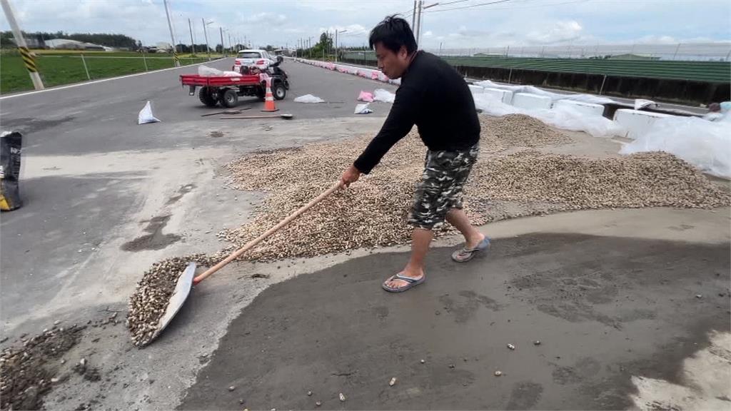 雲林「花生」什麼事? 花生收成 開放194處封路成曬場