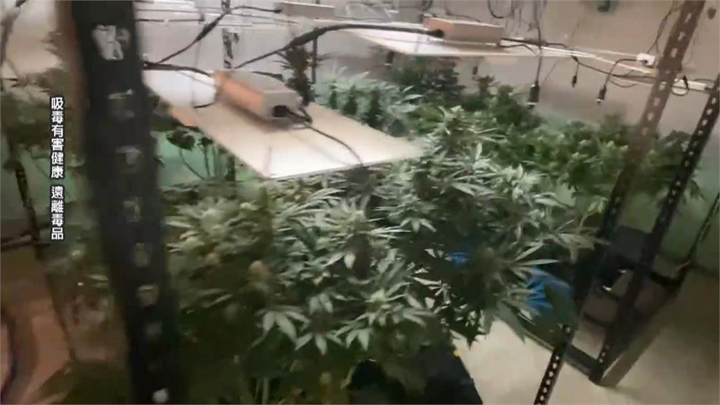 茶農兄弟檔改種大麻　員警攻堅帶「爌肉便當」收買惡犬