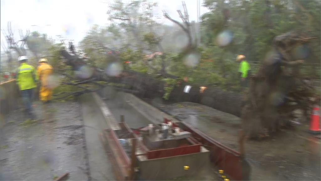 「海葵」10級陣風強襲花蓮　台9線樹倒釀追撞回堵