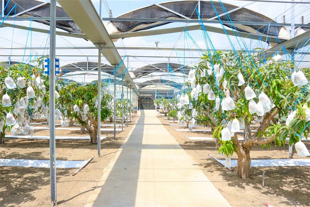 屏東職農「長達5年試驗」培育新品種 限量「龍蝦芒果」全面上市!