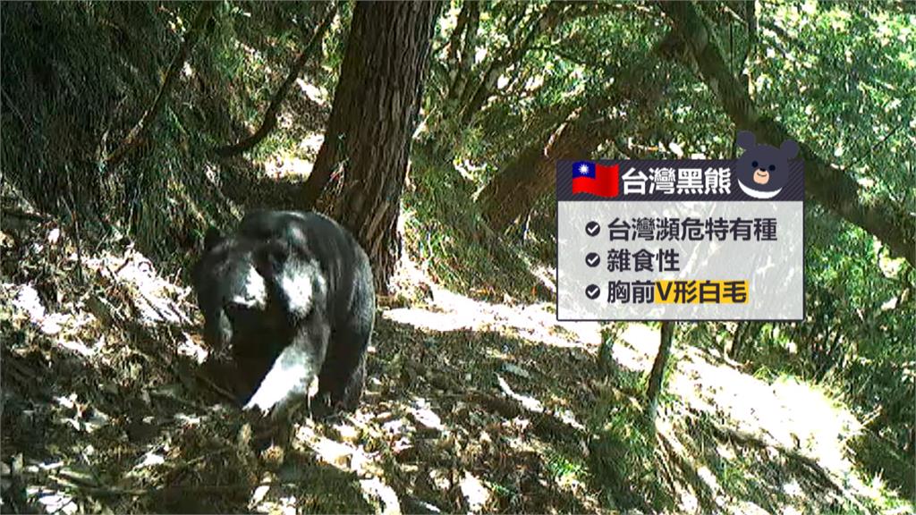 玉山熊出沒! 山友登山直擊「台灣黑熊獵食秀」