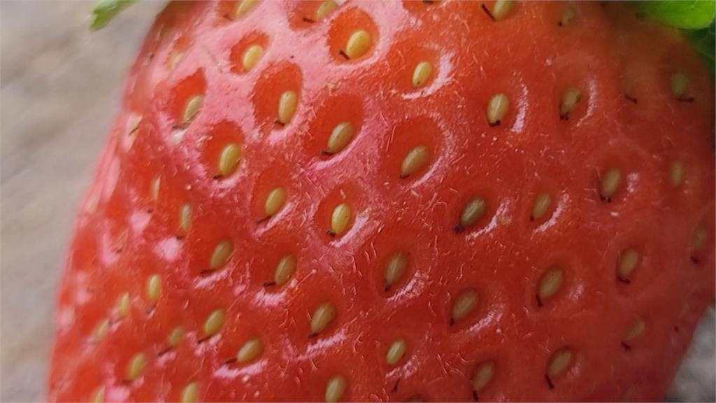 草莓表面「小芝麻」不是種子　考生秒答會考公布解答全崩潰